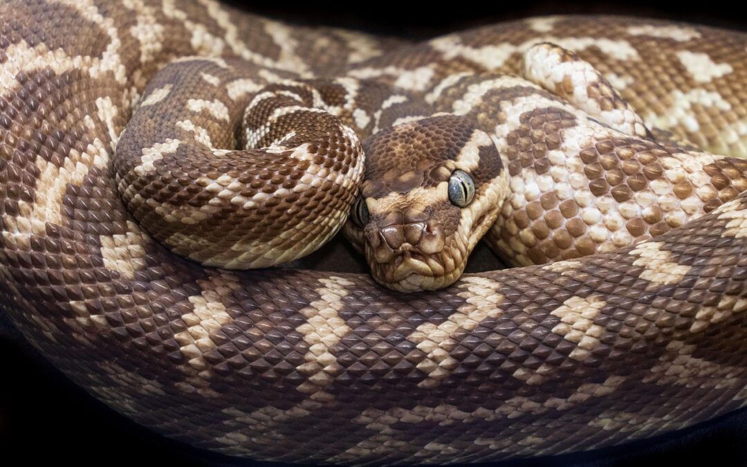 Rare Wildflowers In Oregon: Oregon’s Hidden Gems & Sky-High Adventures!…