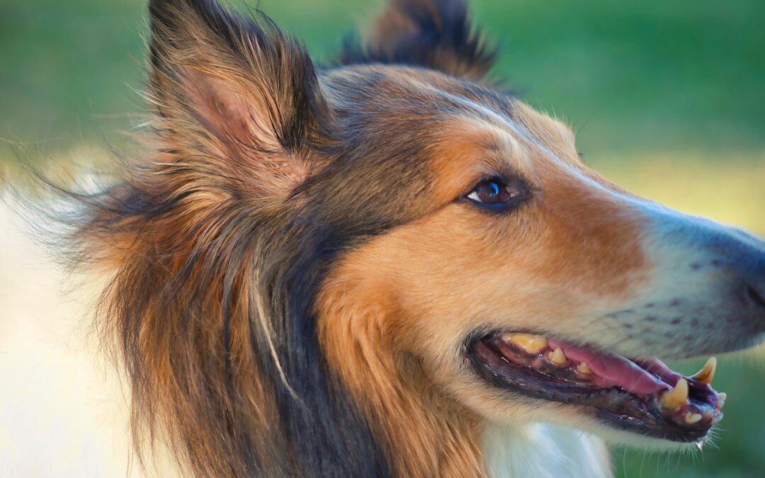 Rough And Ready Botanical Wayside / “`html Discover Oregon’s Wild…
