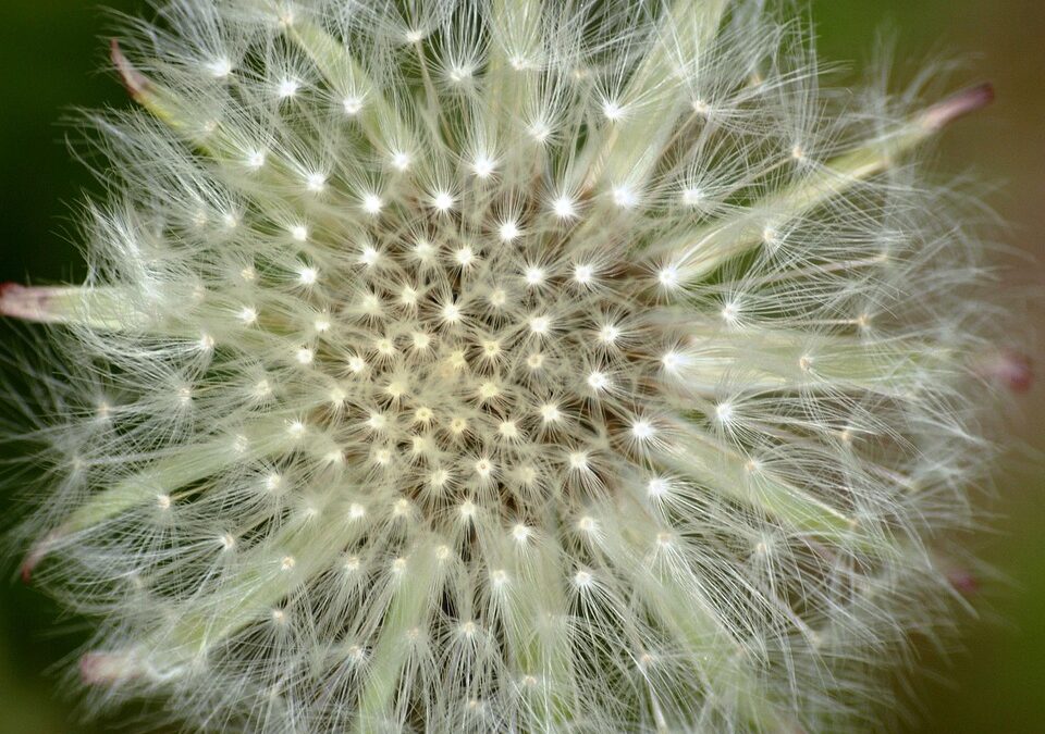Rough And Ready Botanical Wayside / Uncover Oregon’s Hidden Gems:…