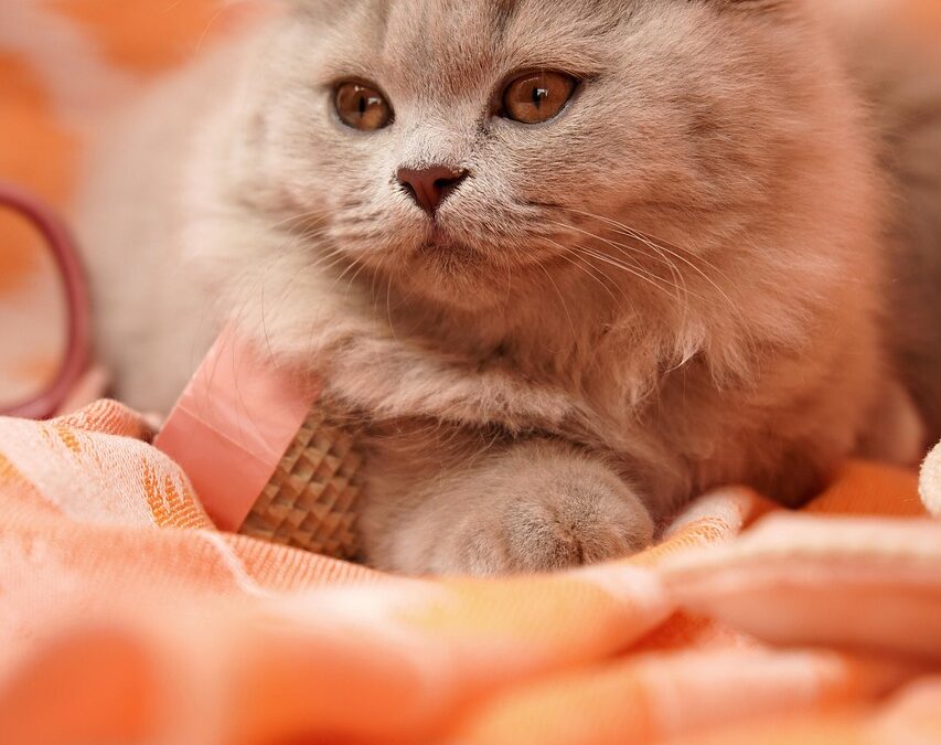 Unique Lodging Near Great Cats World Park: Unleash Your Inner…