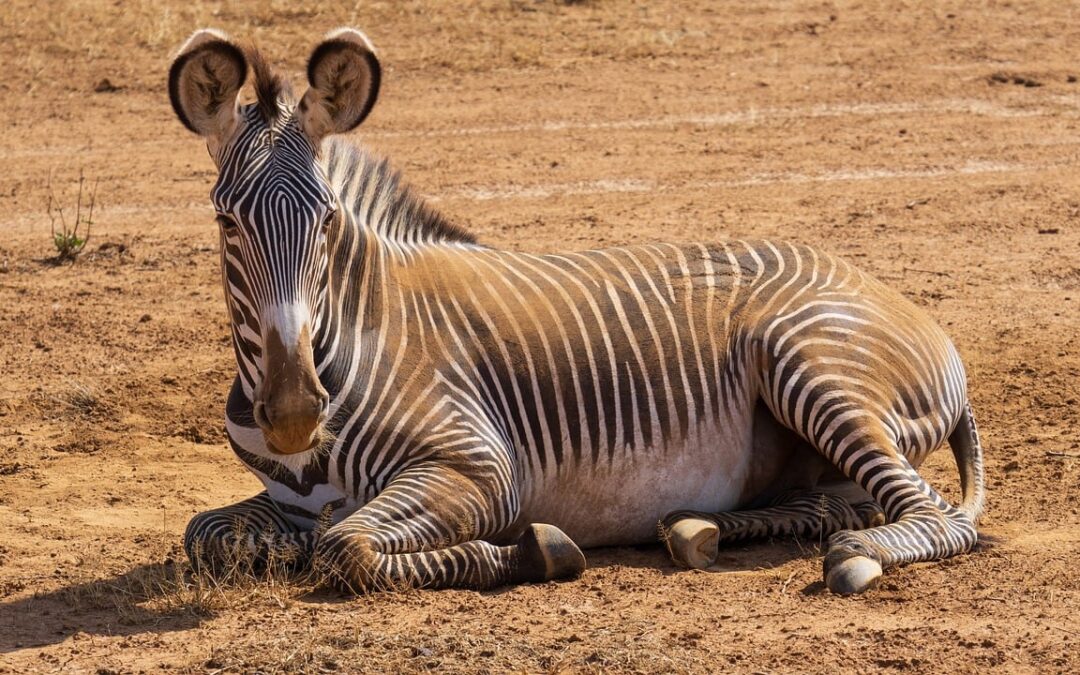 Unique Lodging Near Great Cats World Park: Quick Peek At…