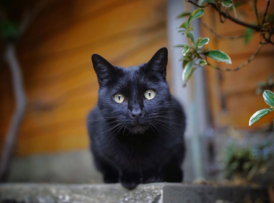 Unique Lodging Near Great Cats World Park / Your Great…