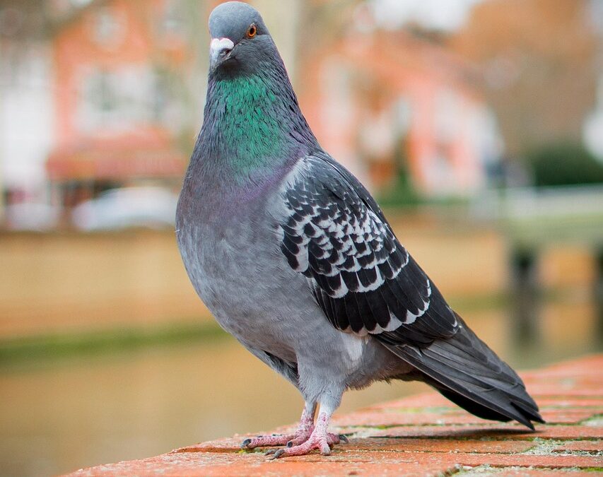 Wildlife Parks Near Cave Junction, Oregon » 🚀 Your Next…