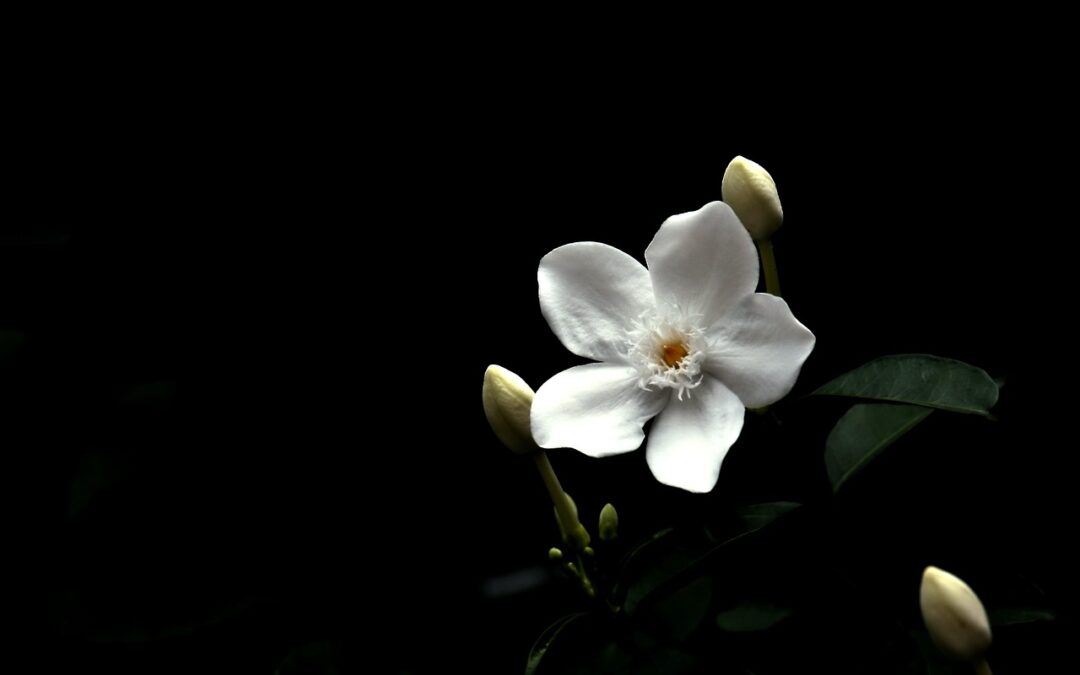 Botanical Gardens Near Cave Junction | “`html Explore The Magic…