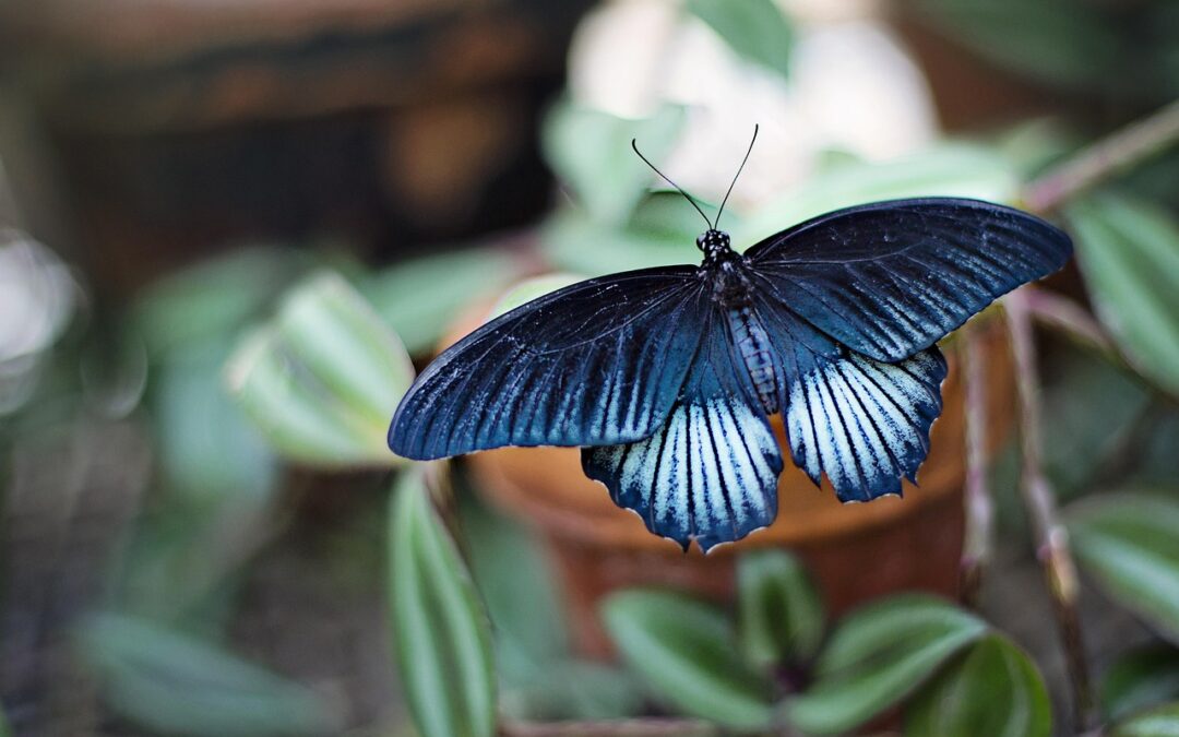 Butterfly Gardens In Southern Oregon ~ “`html Discover Southern Oregon:…