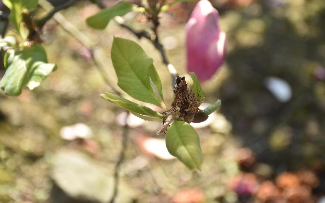 Unique Plant Species In Southern Oregon ~ “`html Uncover Oregon’s…