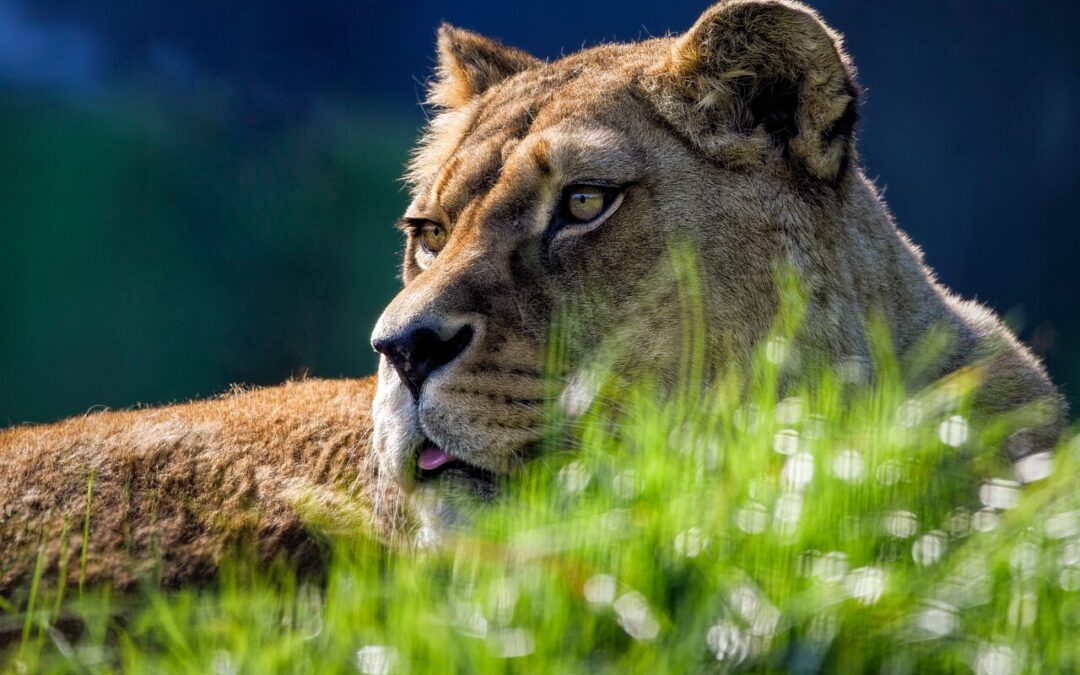 Best Places To See Lions And Tigers In Oregon /…