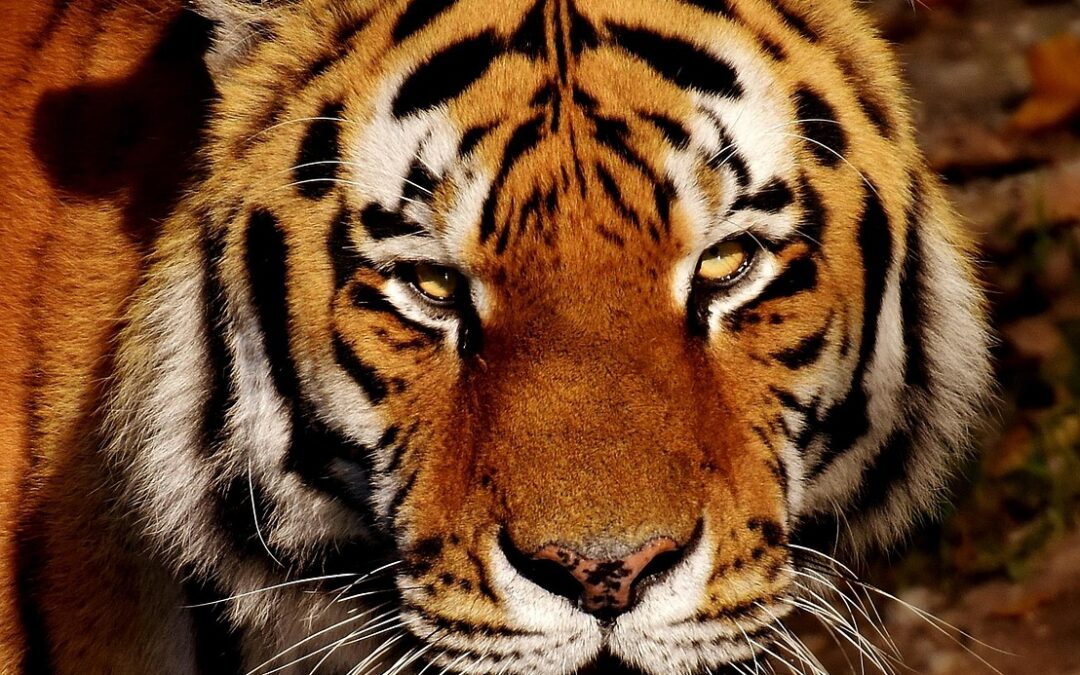 Best Places To See Lions And Tigers In Oregon ~…