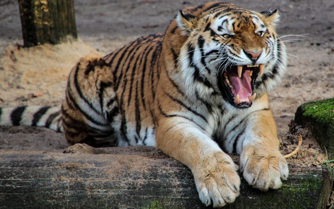 Best Places To See Lions And Tigers In Oregon /…