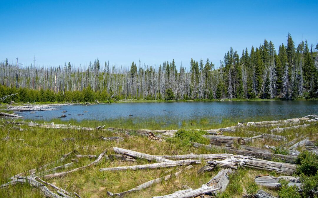 Family-friendly Treehouse Lodging In Oregon: Quick Look! If You’re Looking…