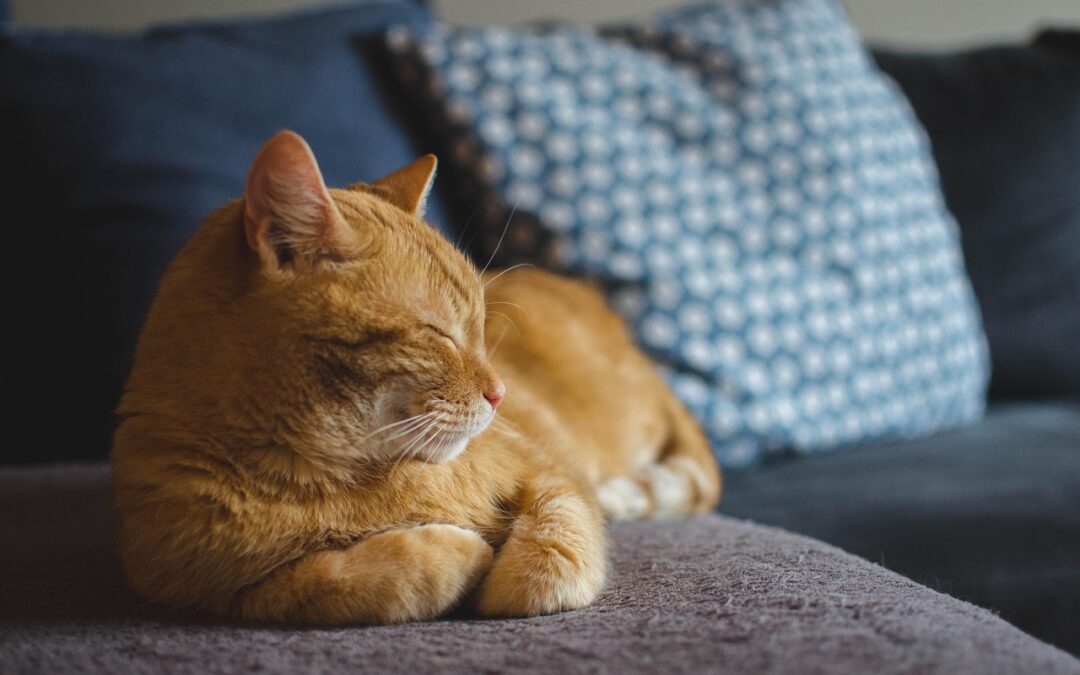 Great Cats World Park Guided Tours &raquo; Your Wild Adventure…