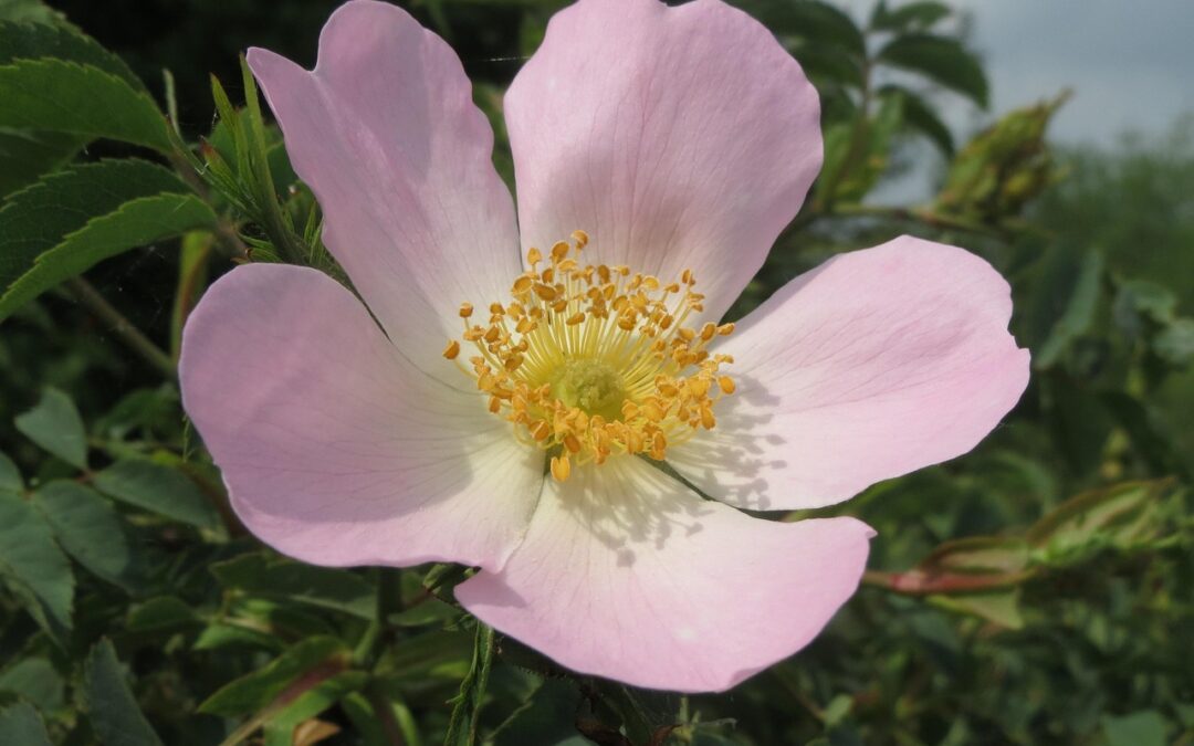 Unique Plant Species In Southern Oregon | Quick Look: What…