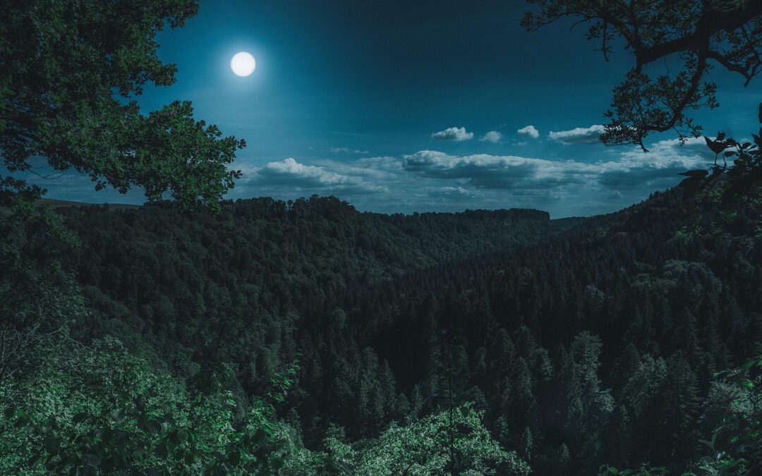 Wildlife Experiences At Out’n’About Treehouse Treesort &raquo; Discover Nature’s Magic:…