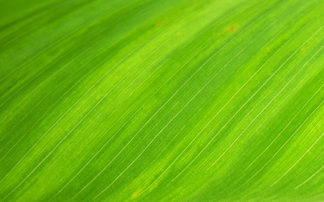 Botanical Gardens Near Cave Junction / 🌿 Your Quick Guide…