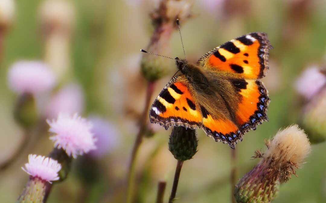 Butterfly Gardens In Southern Oregon – Discover The Magic: Southern…