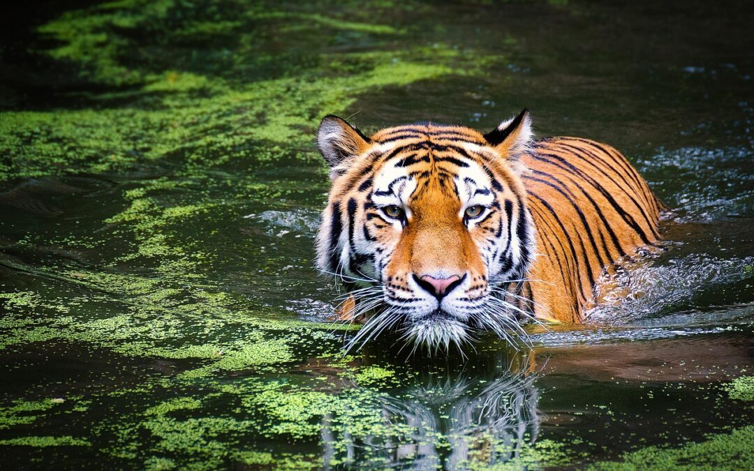 Great Cats World Park Guided Tours ~ Quick Peek Inside…