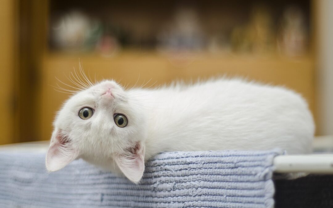 Great Cats World Park Guided Tours / “`html Your Guide…