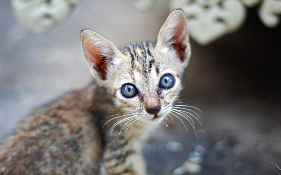 Great Cats World Park | “`html Discover Great Cats World…