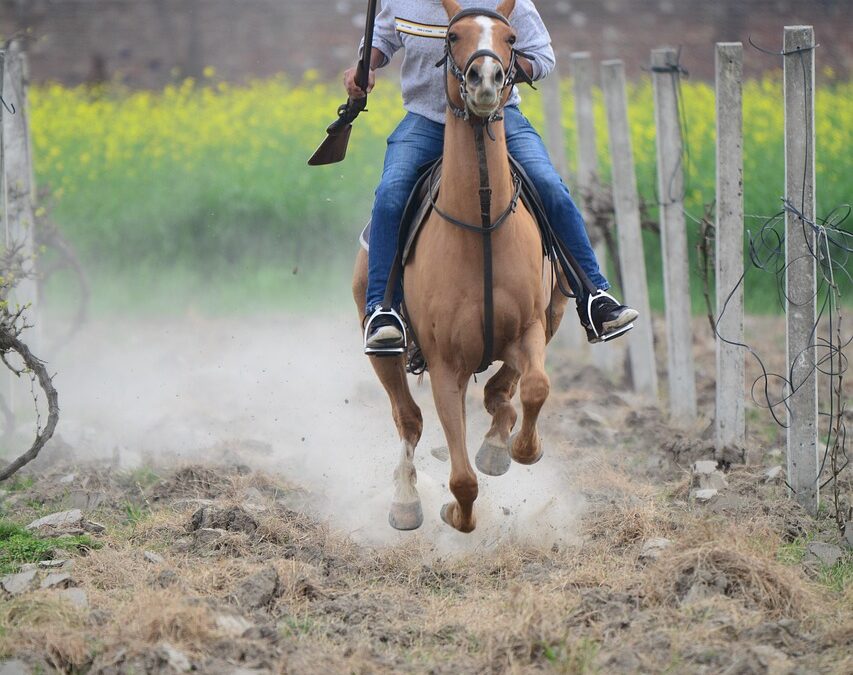 Horseback Riding At Out’n’About Treehouse Treesort / Reach For The…