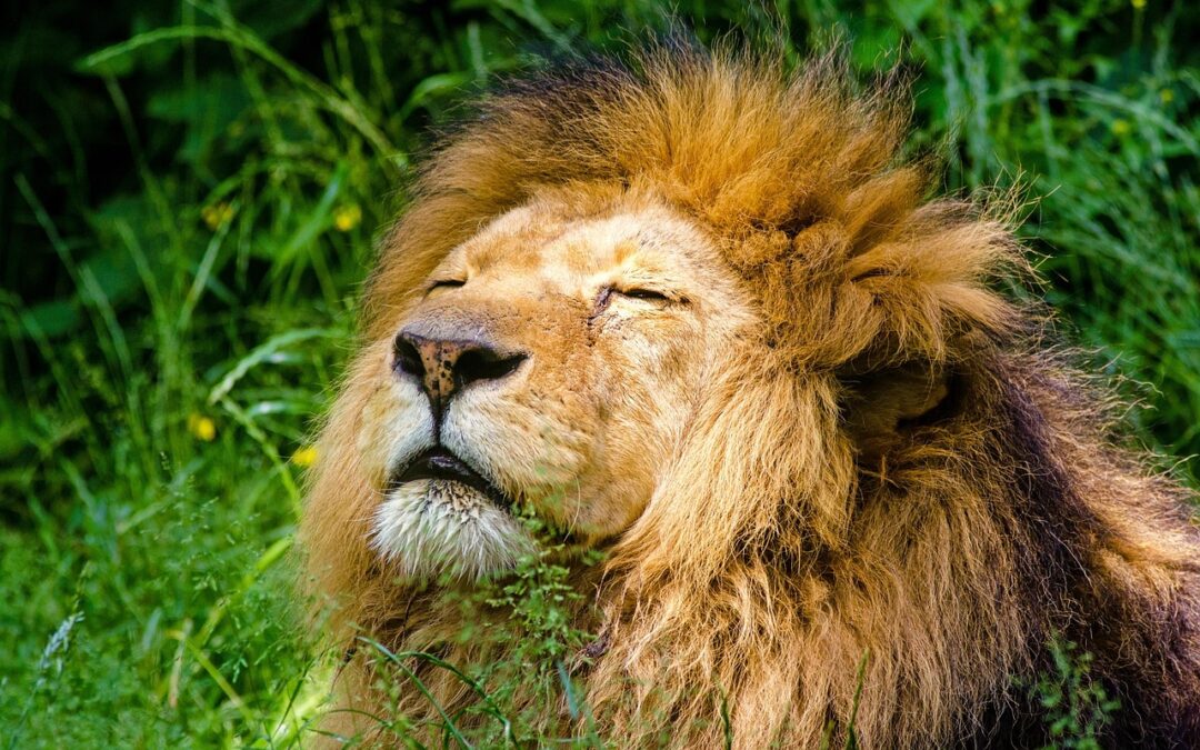 Where To See Exotic Big Cats In Oregon | Oregon’s…