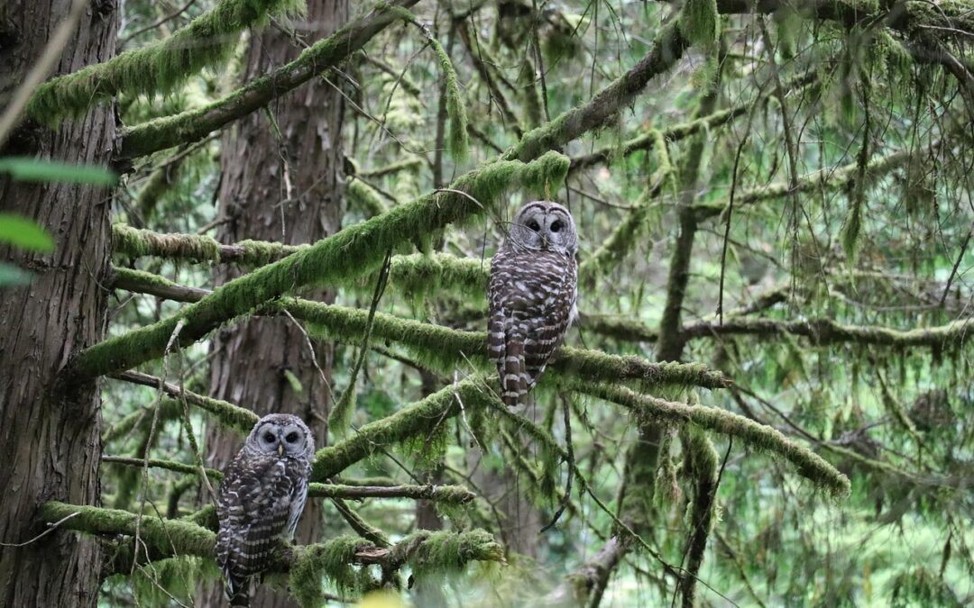 Wildlife Parks Near Cave Junction, Oregon / Unleash Your Inner…